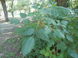 Image of eastern poison ivy