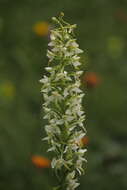 Image of Platanthera hybrida Brügger