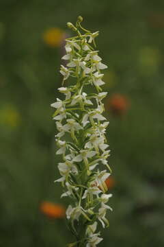 Imagem de Platanthera hybrida Brügger