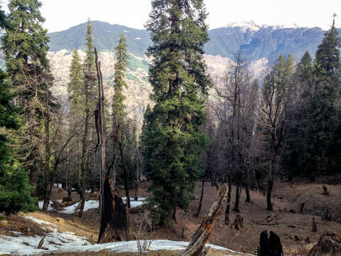 Image of Pindrow Fir