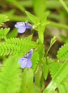 Image de Lobelia fervens Thunb.