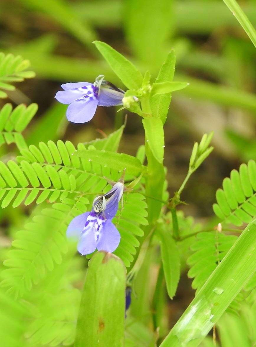 Image of Lobelia fervens Thunb.