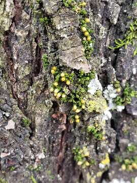 Image of orthotrichum moss