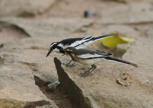 Image of African Pied Wagtail