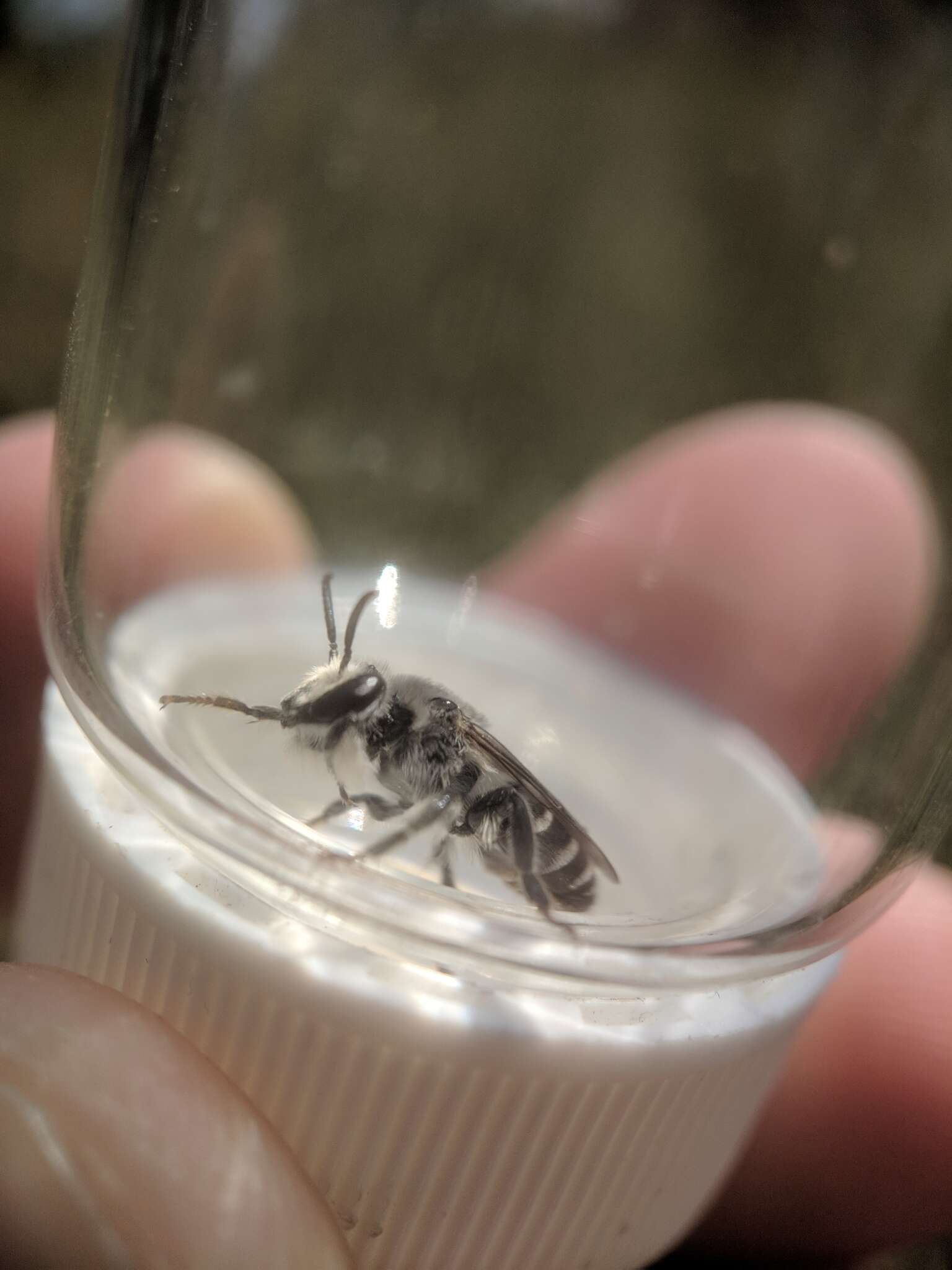 Image of Broad-footed Cellophane Bee