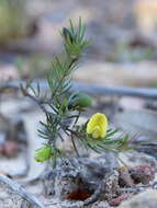 Слика од Gompholobium glabratum DC.