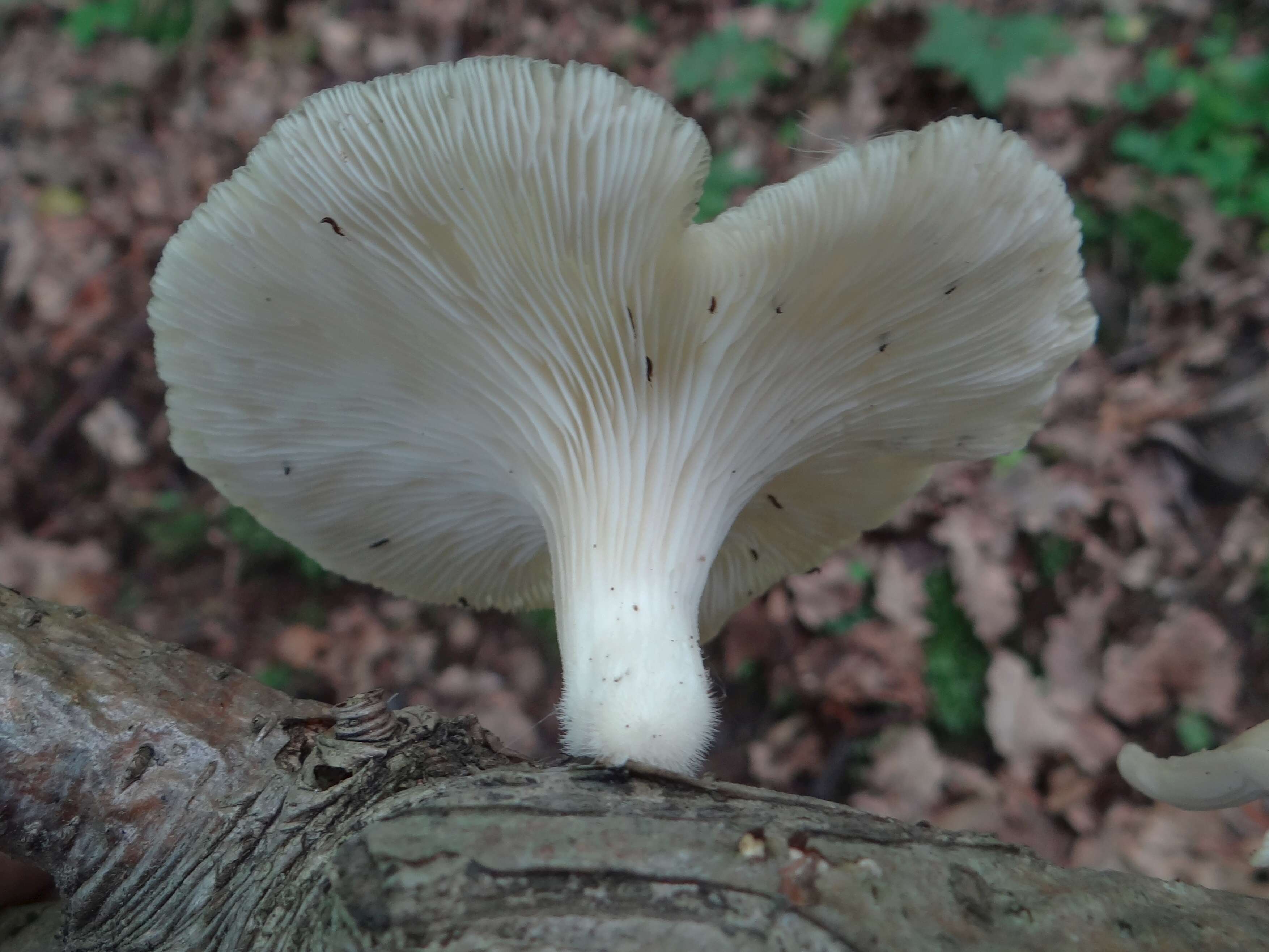 Image of Branched Oyster Mushroom