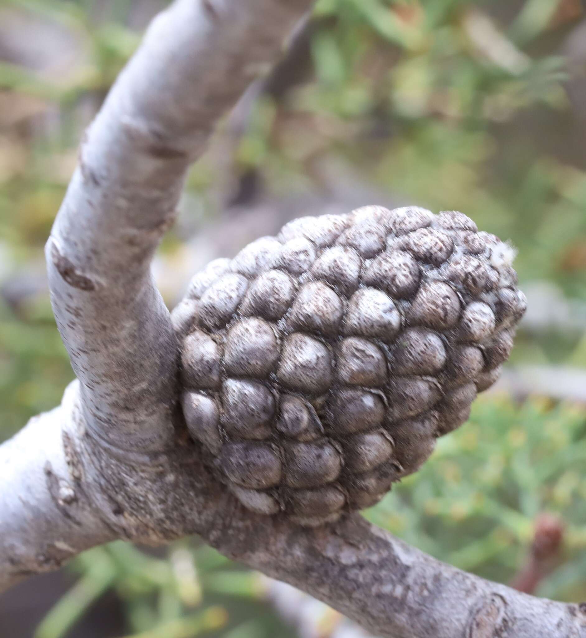 Image of Petrophile drummondii Meissn.