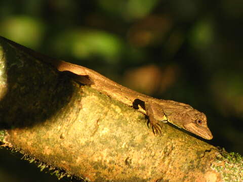 Image of Green Fan-throated lizard