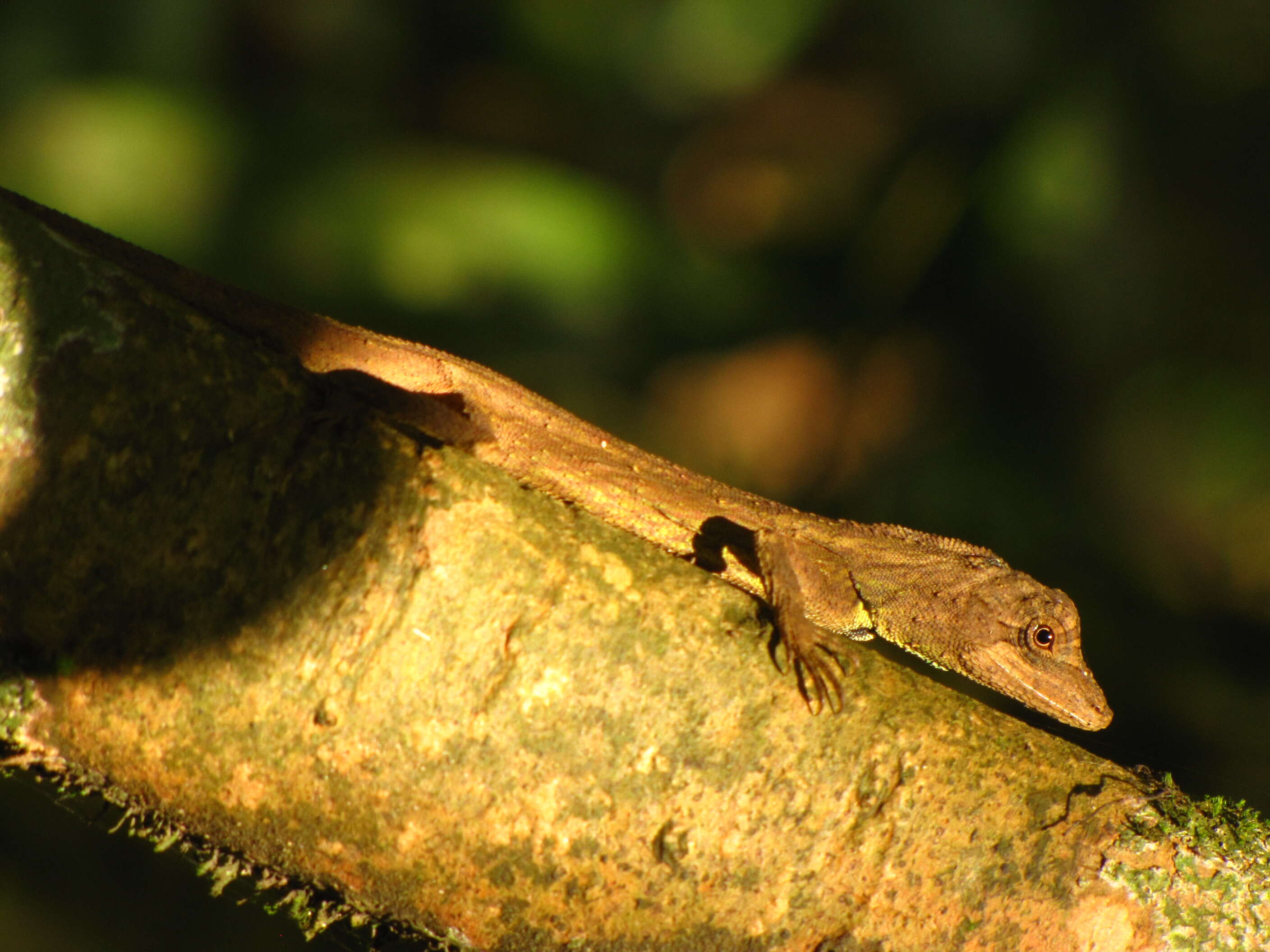 Image of Green Fan-throated lizard