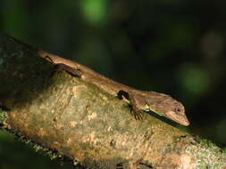 Image of Green Fan-throated lizard