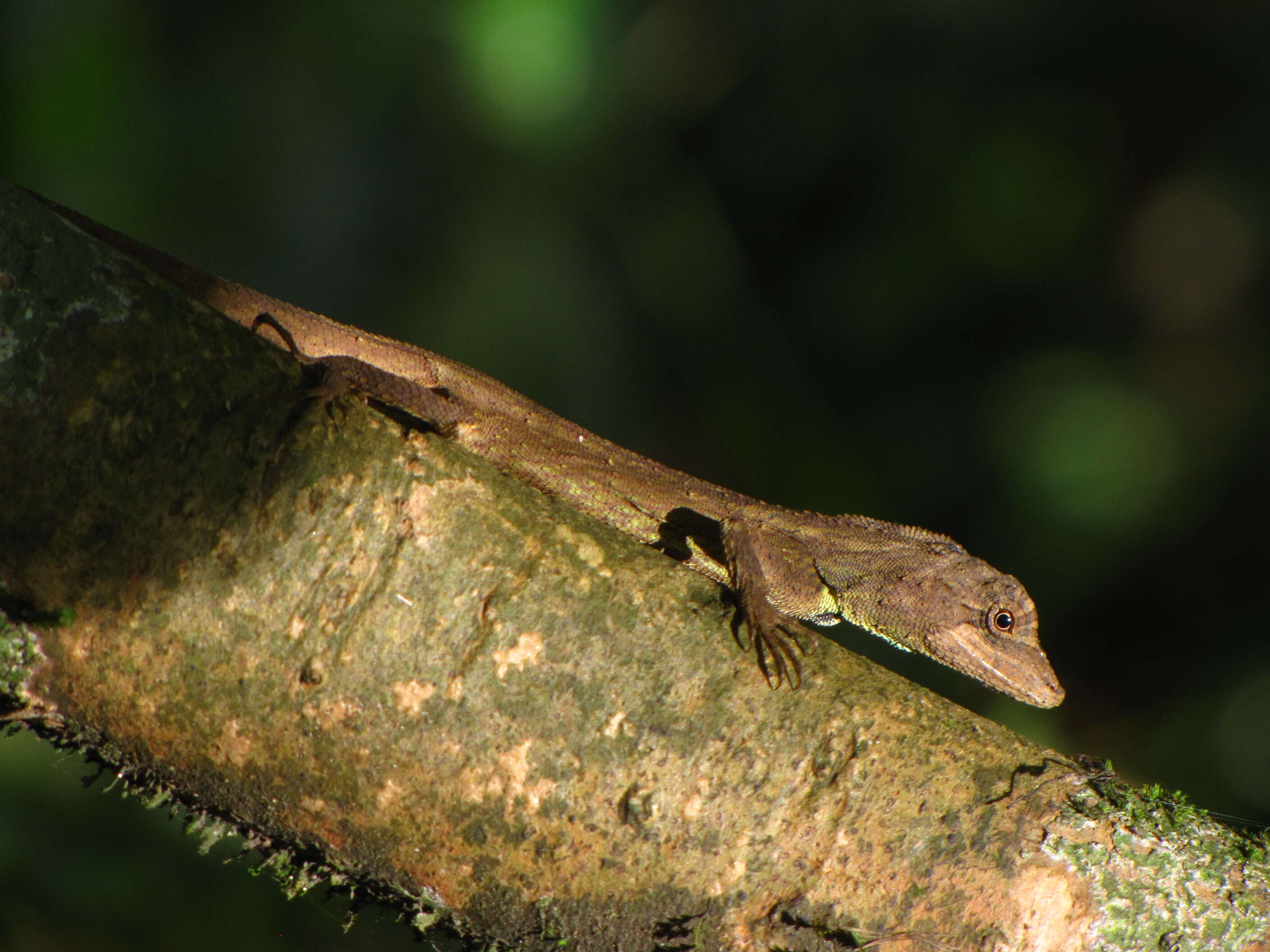 Imagem de Ptyctolaemus gularis (Peters 1864)