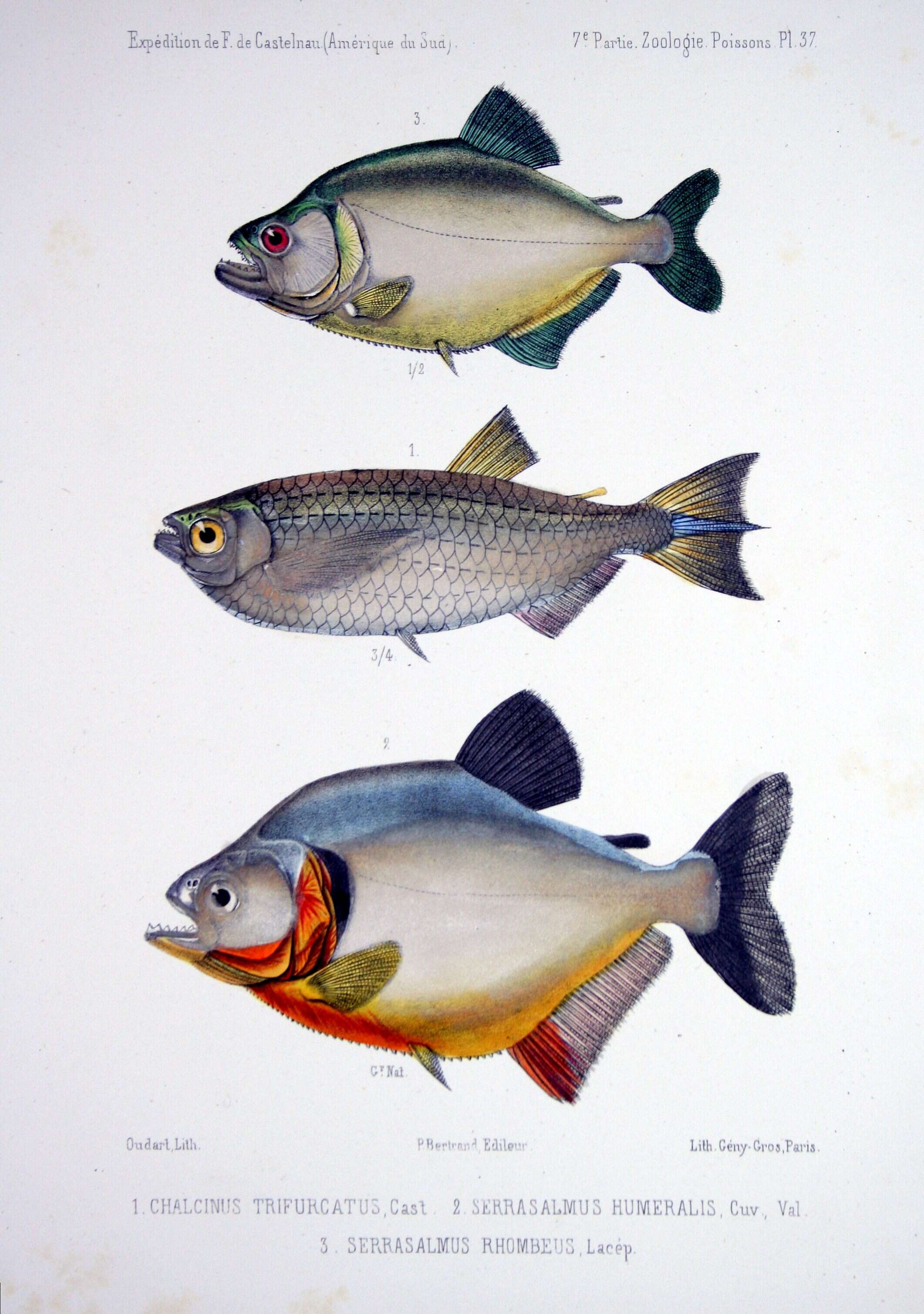 Image of redeye piranha