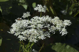 صورة Heracleum apiifolium Boiss.