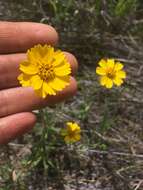 Image of woodland tidytips