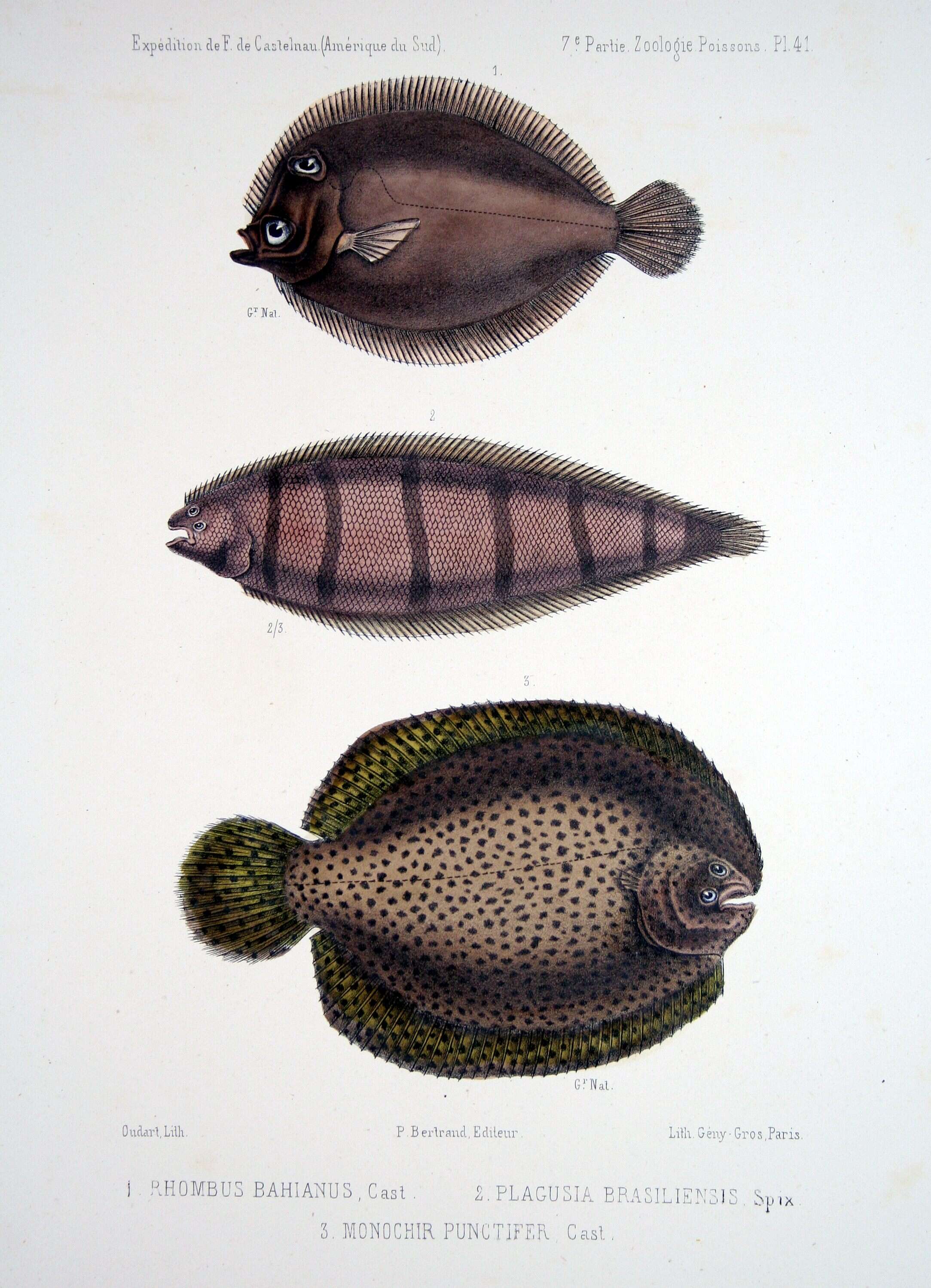 Image of Eyed Flounder