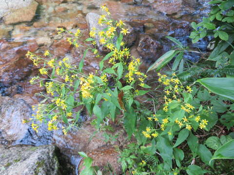 Image of Solidago virgaurea subsp. asiatica (Nakai ex Hara) Kitam. ex Hara