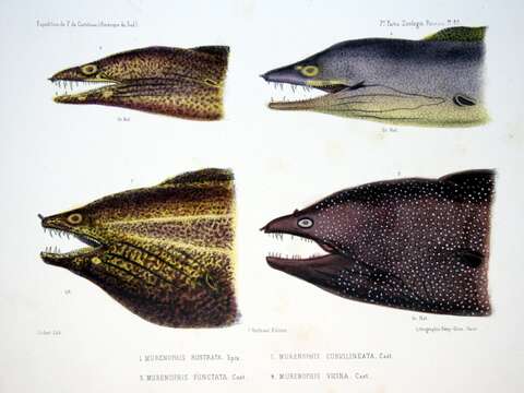 Image of Common Conger