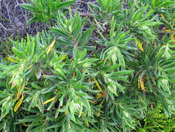 Image of Lobostemon belliformis M. H. Buys