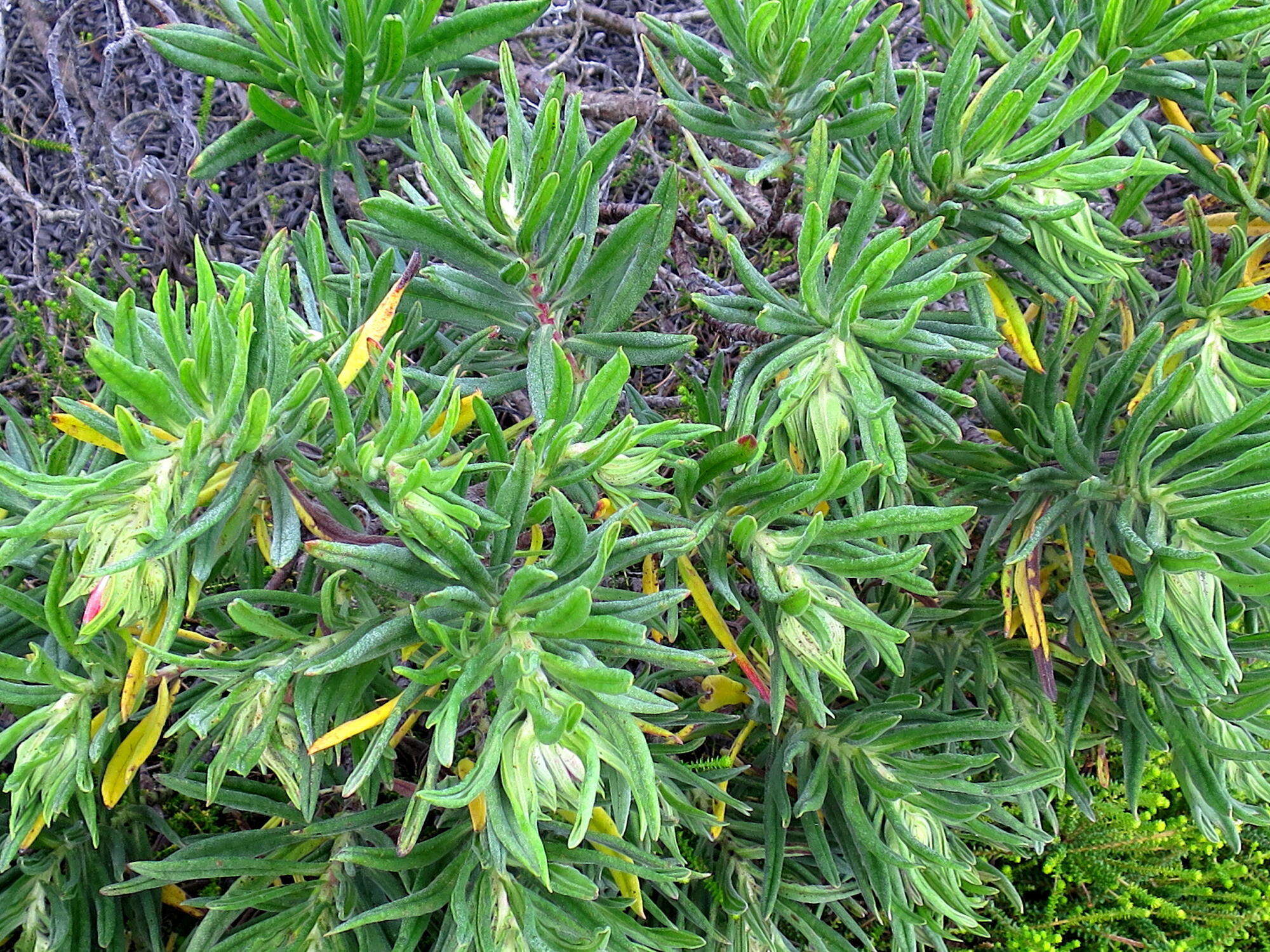 Image of Lobostemon belliformis M. H. Buys