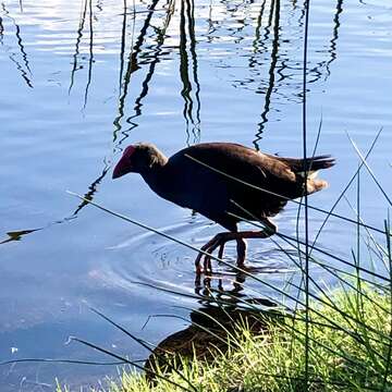 Image of Australasian Swamphen