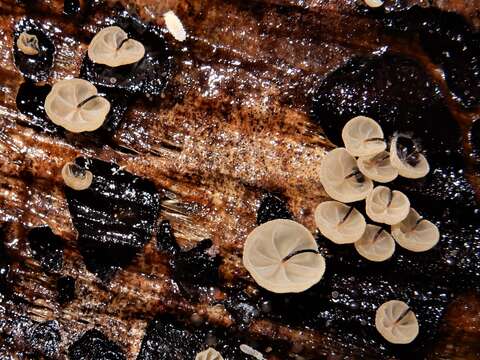 Image of Cryptomarasmius rhopalostylidis (Desjardin & E. Horak) J. A. Cooper 2014