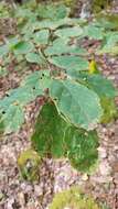 Image of Witch Hazel Cone Gall Aphid