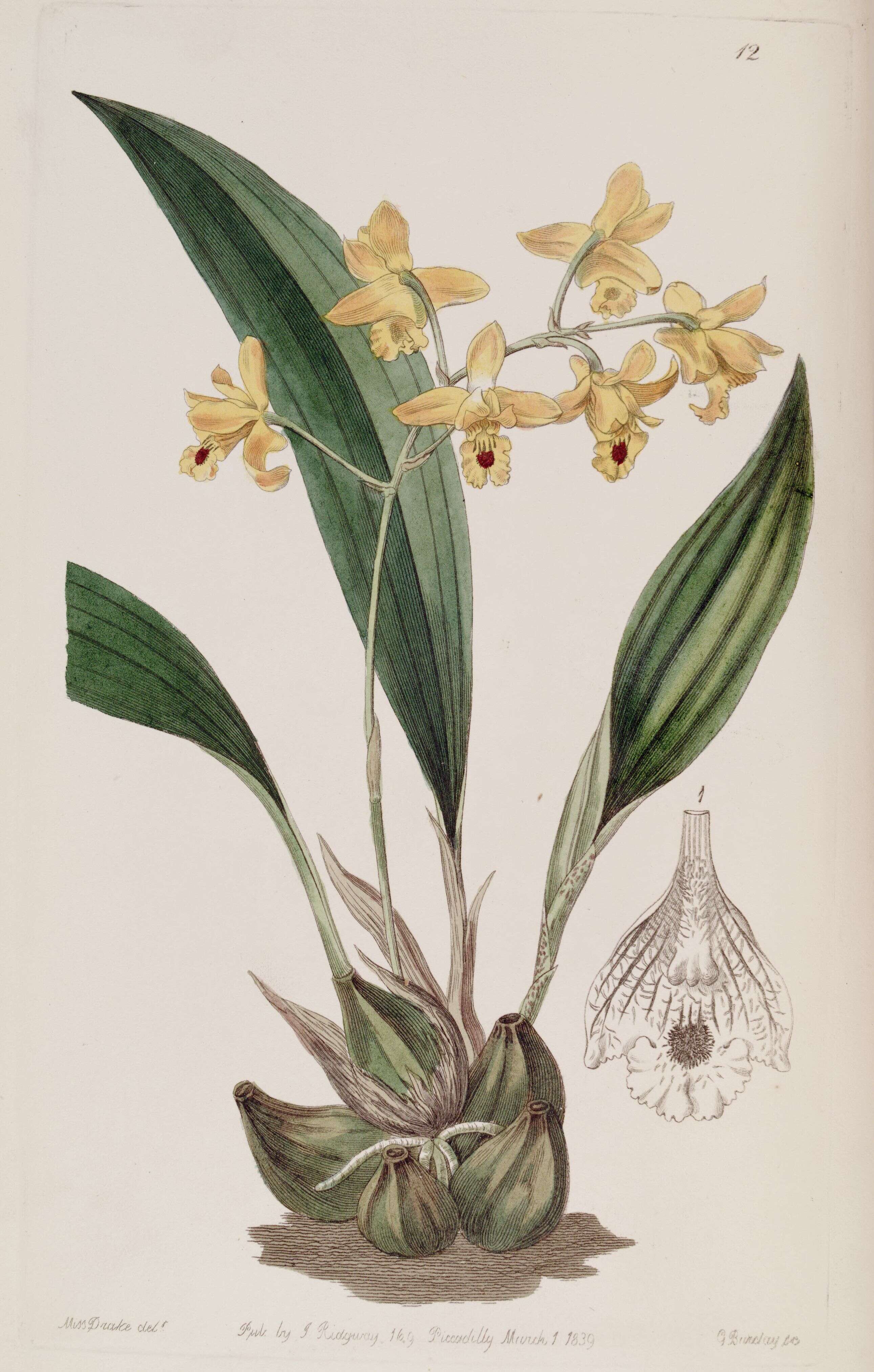 Image of Bifrenaria vitellina (Lindl.) Lindl.