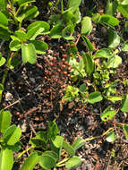 Image of spoonleaf yellow loosestrife