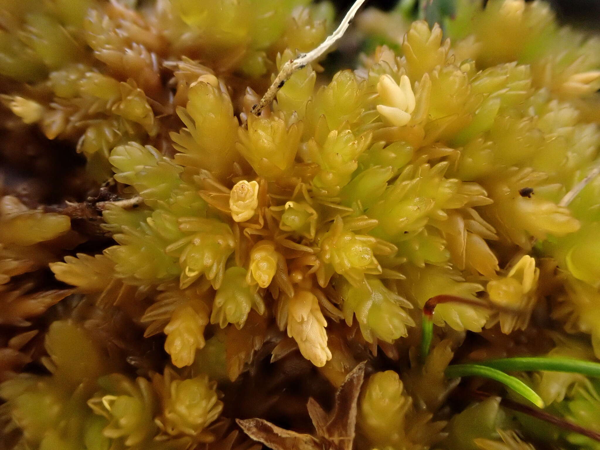 Image of Low sphagnum moss