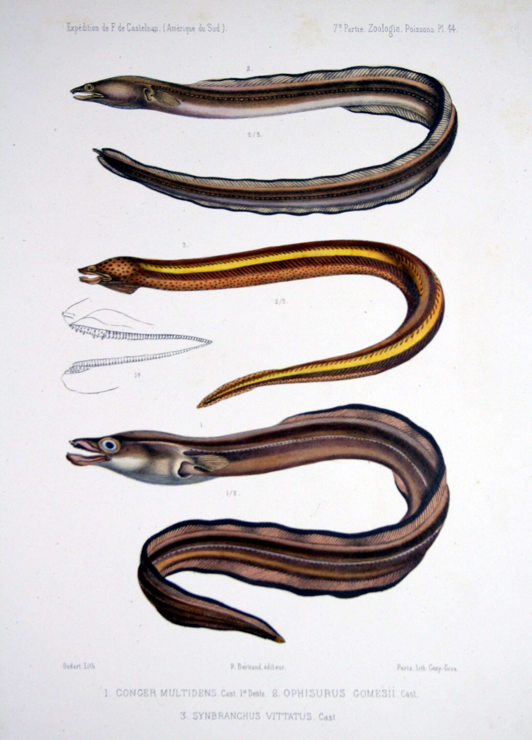 Image of Pallid Snake Eel