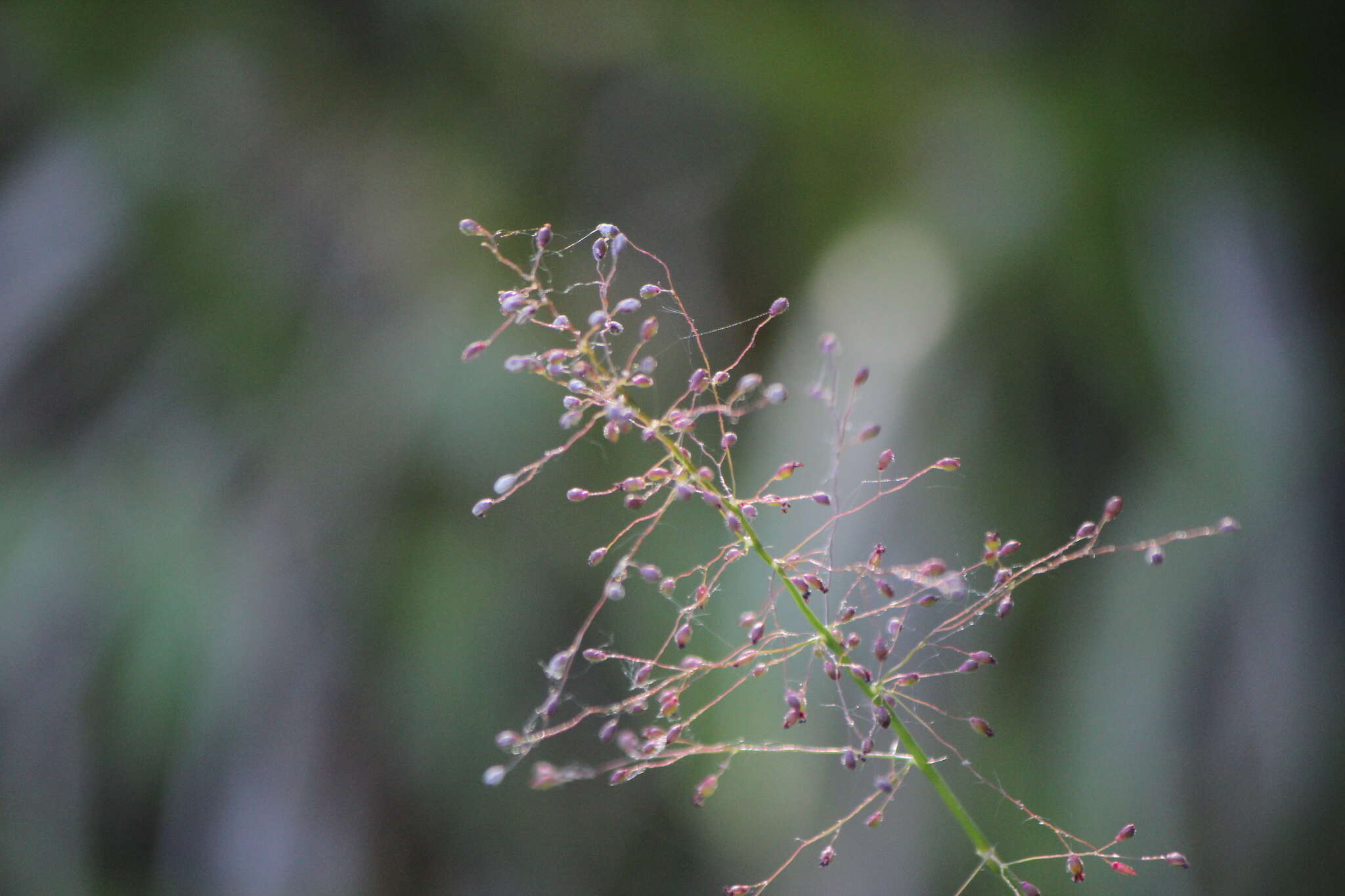 Imagem de Panicum acuminatum var. lindheimeri (Nash) Beetle