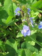 Image of bird's-eye speedwell