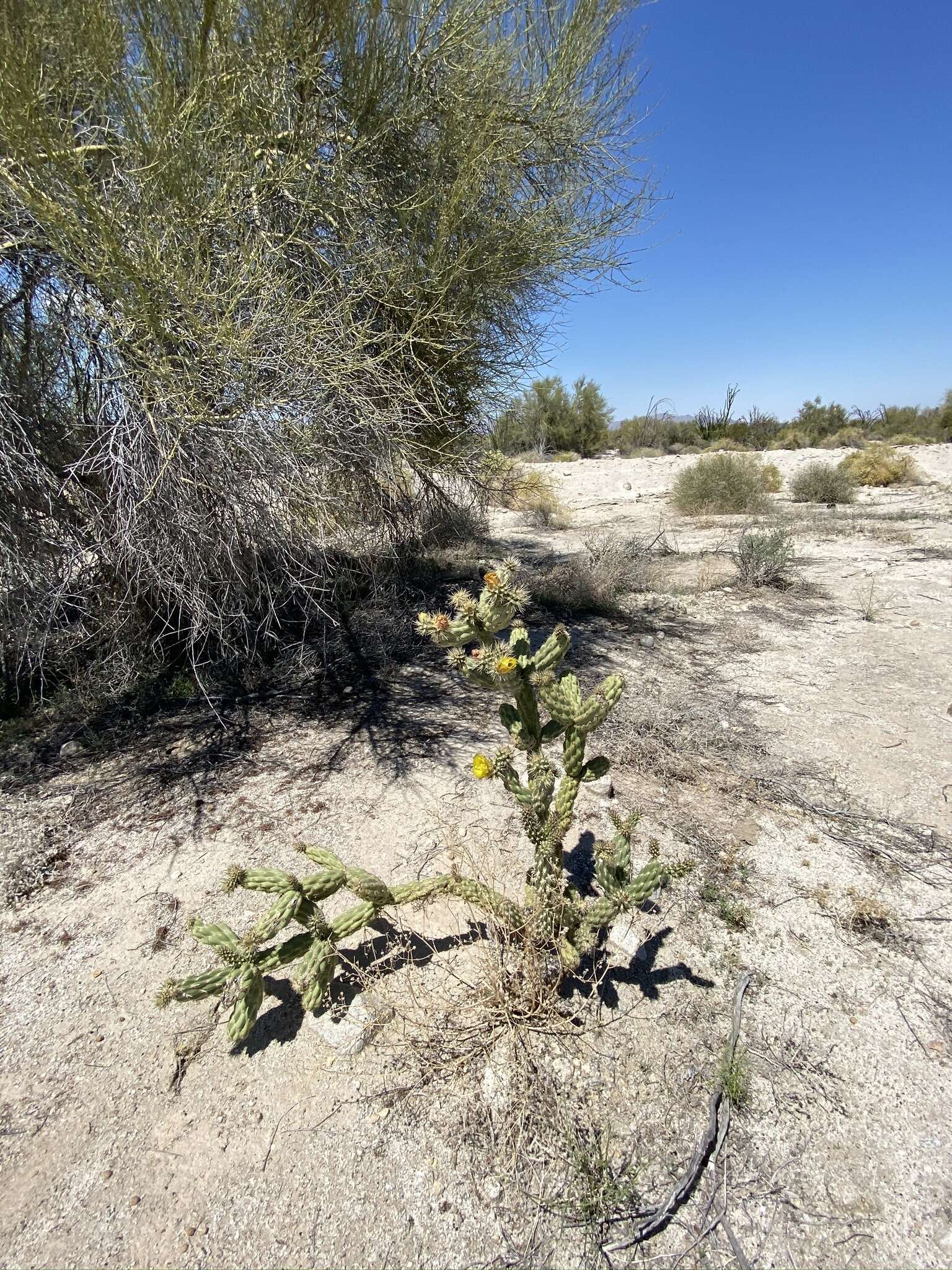 Image de Cylindropuntia californica var. delgadilloana (Rebman & Pinkava) Rebman