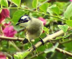 Image of Light-vented Bulbul