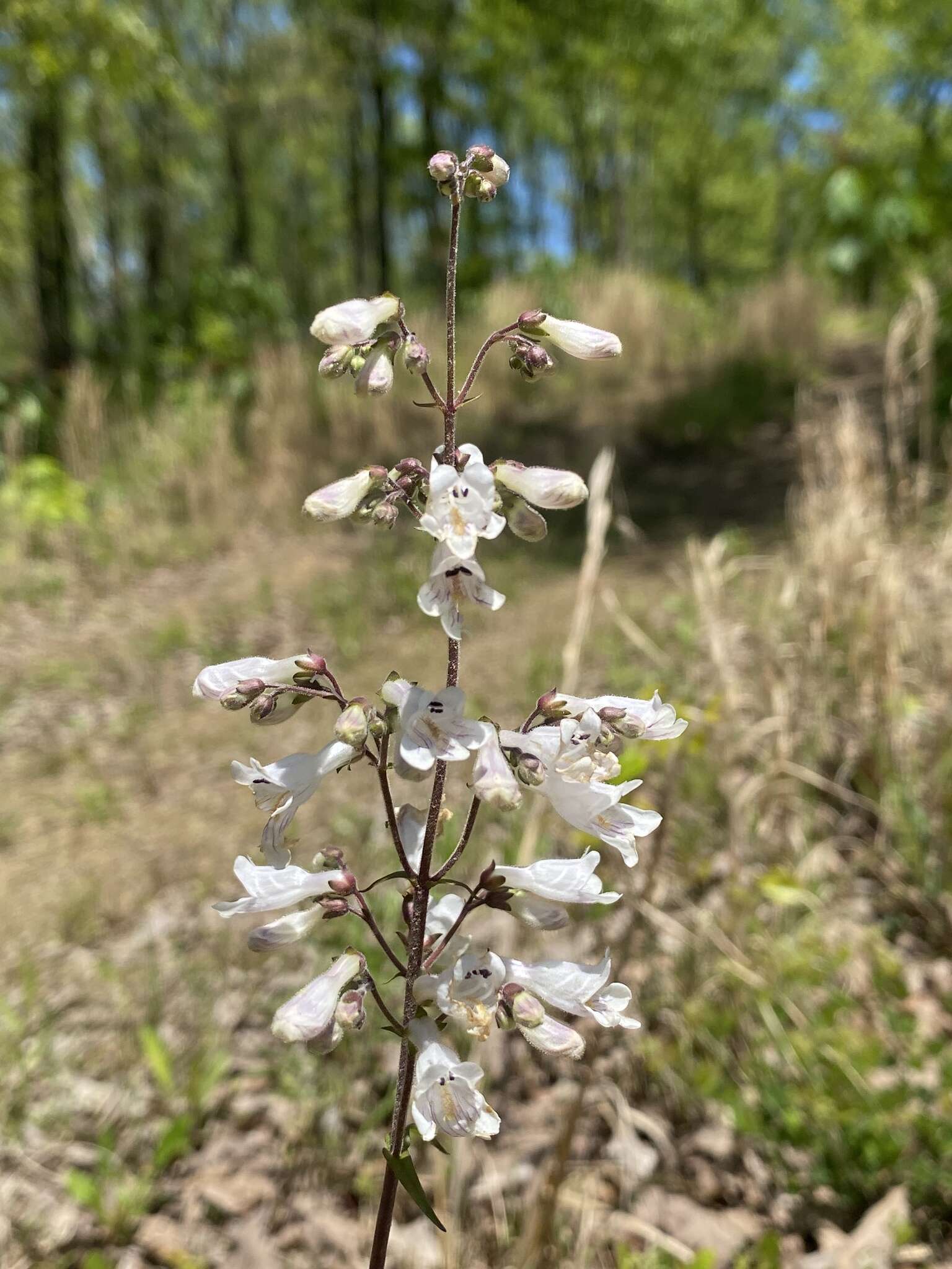 Слика од Penstemon arkansanus Pennell