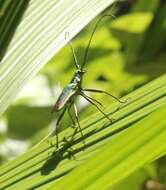 Scatopyrodes tenuicornis (White 1850) resmi