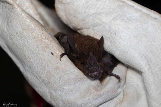 Image of Chestnut Short-tailed Bat