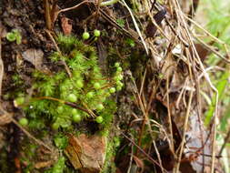 Image of Bartramia nothostricta Catcheside 1987