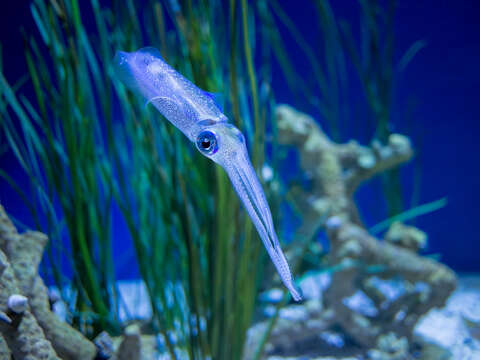 Image of bigfin reef squid