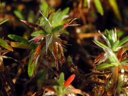 Image of silvery nailwort