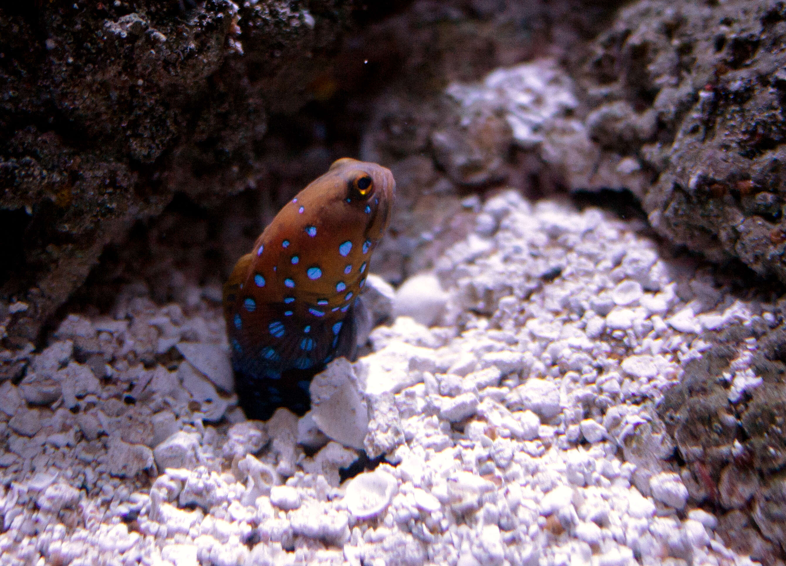 Image of Bluespotted Jawfish