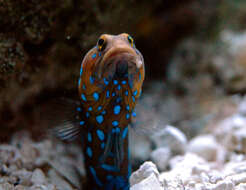 Image of Bluespotted Jawfish