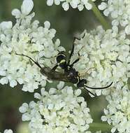 Image of Spider wasp