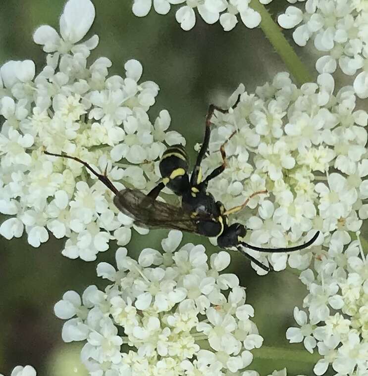 Image of Spider wasp