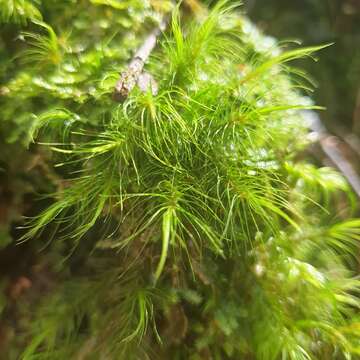 Слика од Dicranoloma menziesii Paris 1904