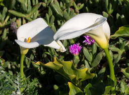 Image of Arum lily