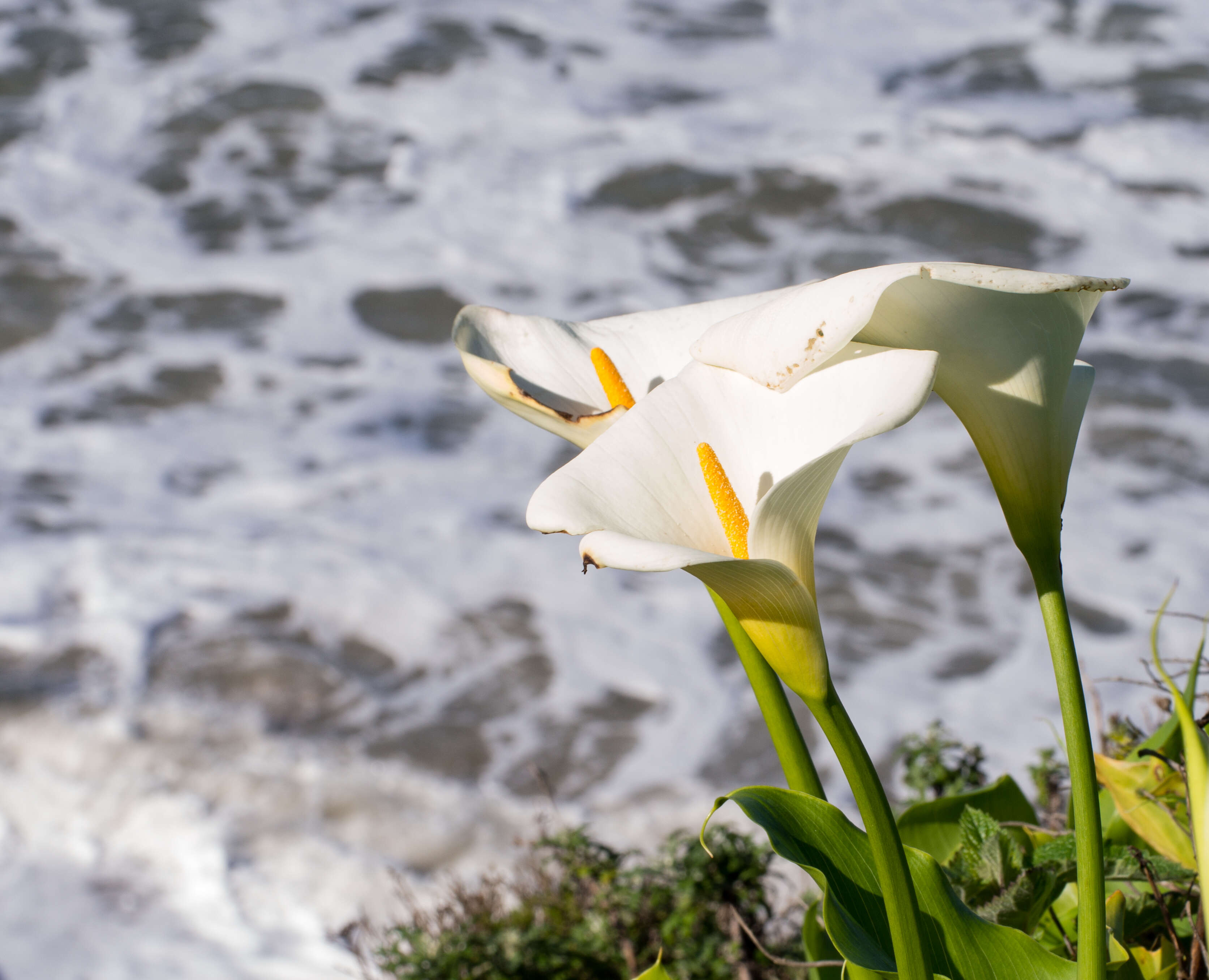 Image of Arum lily