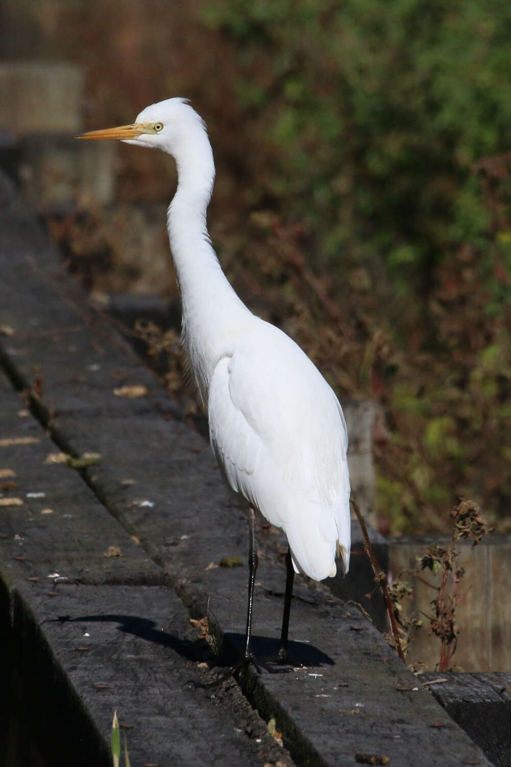 Image of Ardea intermedia plumifera (Gould 1848)