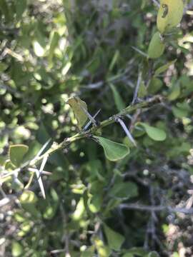 Image of Gymnosporia szyszylowiczii (Kuntze) M. Jordaan